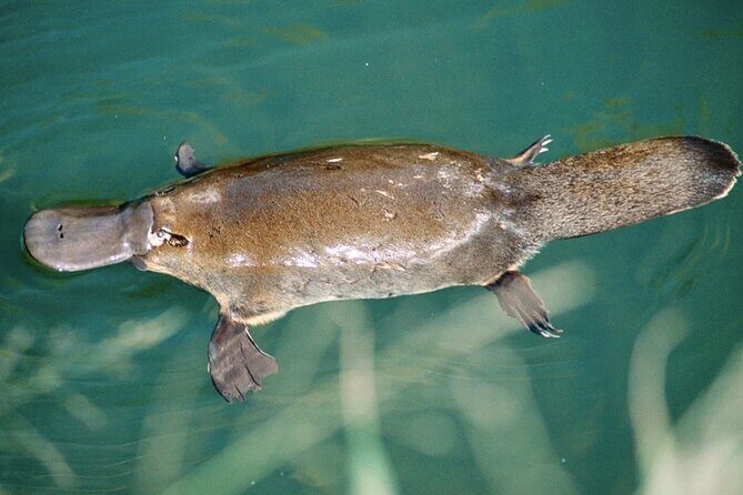 Eco Wildlife Two-Day Tour  Platypus & Kangaroos - Practical Aspects of the Tour