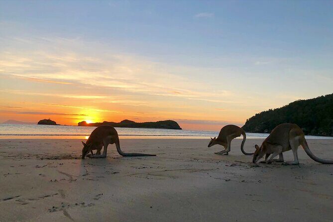 Eco Wildlife Two-Day Tour  Platypus & Kangaroos - The Sum Up: Is the Eco Wildlife Two-Day Tour Worth It?