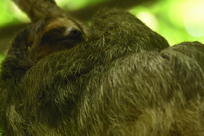 ecocentro-danaus-nature-walk-and-search-for-sloths