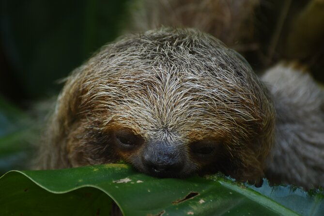 ecocentro-danaus-nature-walk-and-search-for-sloths
