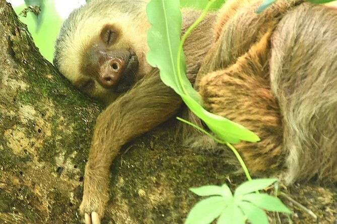 ecocentro-danaus-nature-walk-and-search-for-sloths