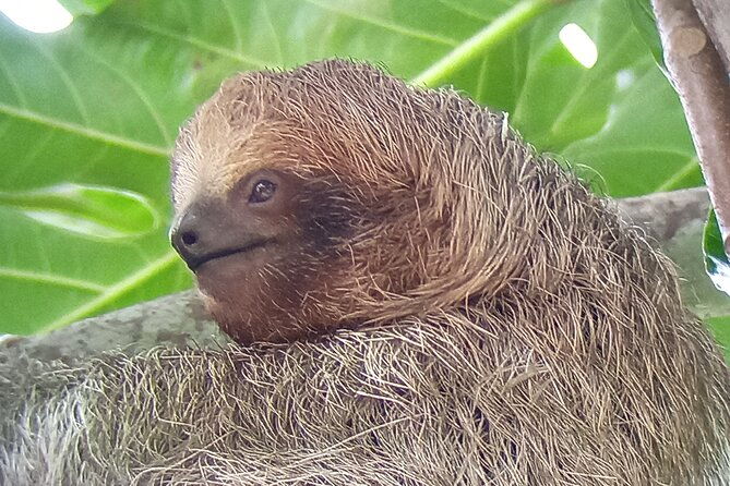 ecocentro-danaus-nature-walk-and-search-for-sloths