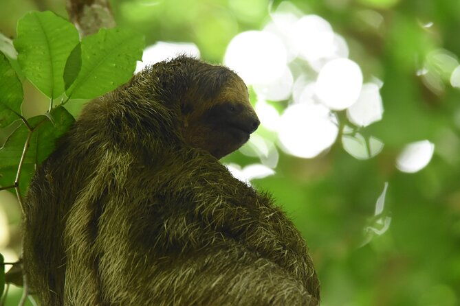 ecocentro-danaus-nature-walk-and-search-for-sloths