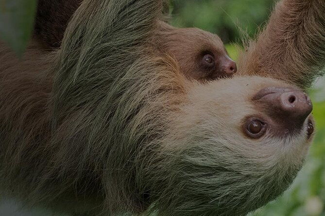 ecogarden-arenal-sloth-tour