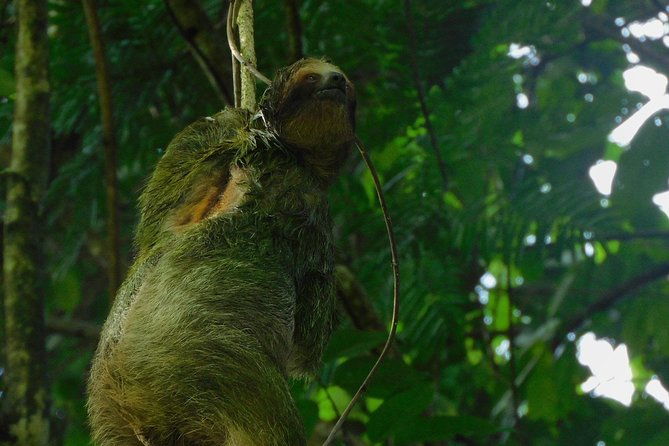 ecogarden-arenal-sloth-tour