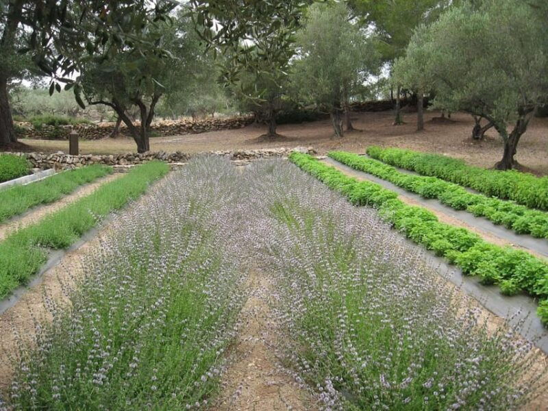 ecoherbes-guided-visit-to-the-botanical-garden