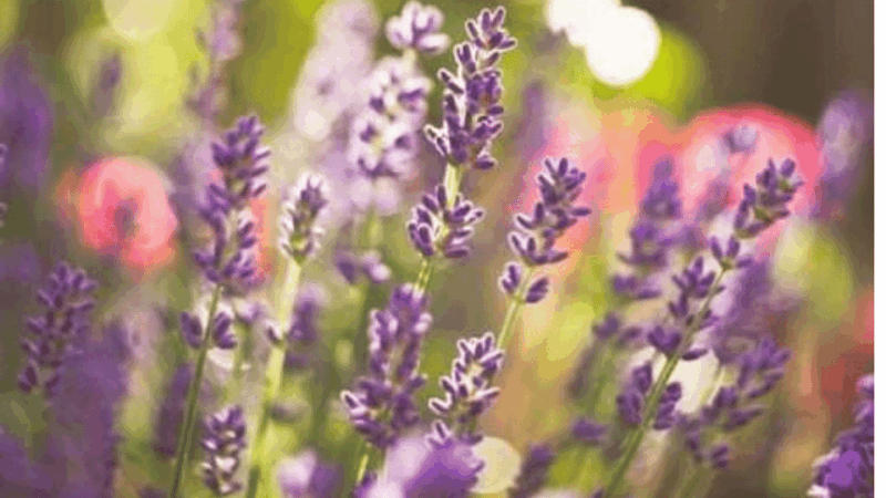 ecoherbes-guided-visit-to-the-botanical-garden