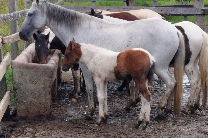 ecological-horseback-riding-in-murillo-tolima