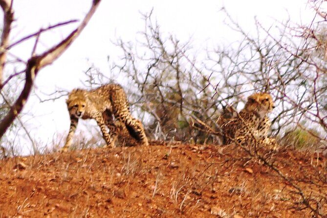 Economic 1-Day Kruger Safari from Maputo - What Makes This Tour Stand Out?