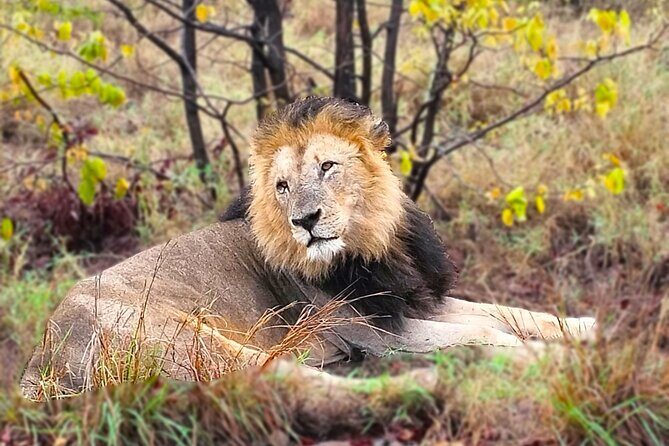 Economic 1-Day Kruger Safari from Maputo - Why This Tour Works (and Who Should Consider It)