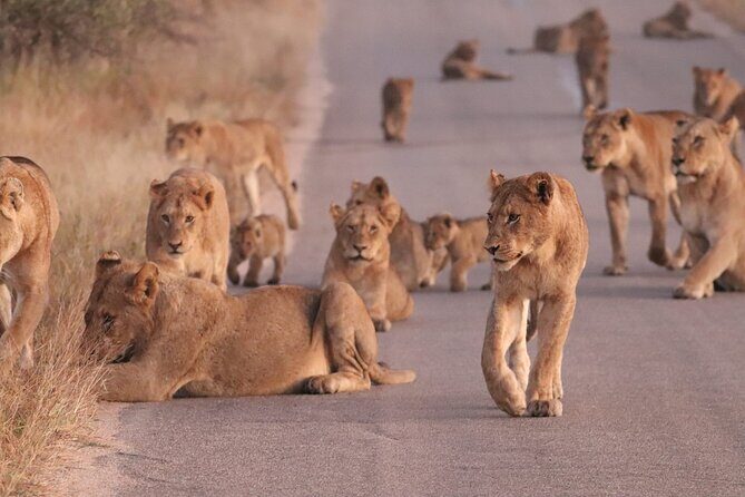 Economic 1-Day Kruger Safari from Maputo - FAQs About the Maputo-to-Kruger Day Trip