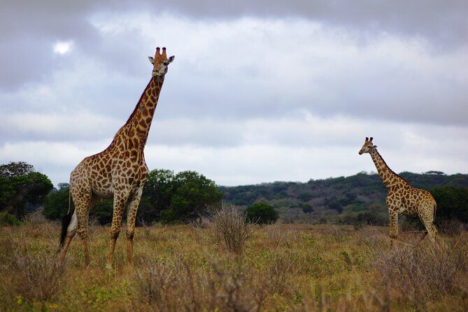 Economic 1Day Maputo Special Reserve Safari(Maputo National Park) - Comprehensive Review of the Economic 1-Day Maputo Special Reserve Safari (Maputo National Park)