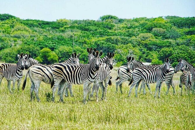 Economic 1Day Maputo Special Reserve Safari(Maputo National Park) - Key Points