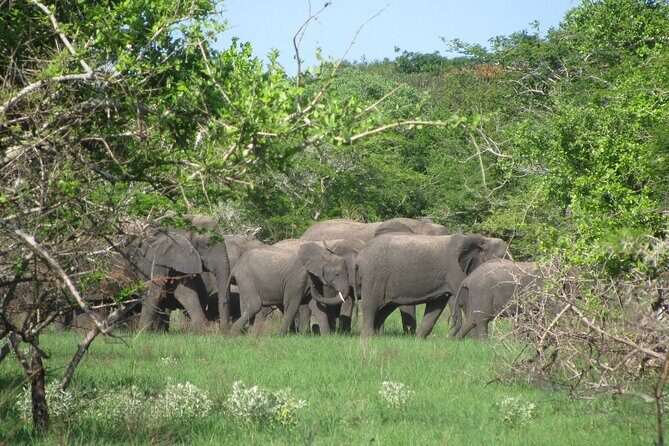 Economic 1Day Maputo Special Reserve Safari(Maputo National Park) - Who Is This Tour Best For?