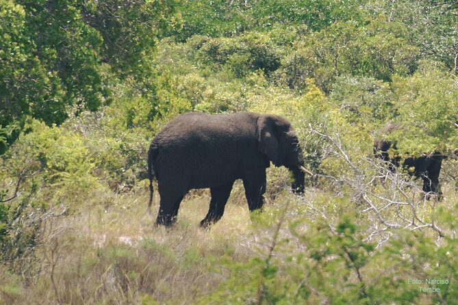 Economic 1Day Maputo Special Reserve Safari(Maputo National Park) - The Sum Up
