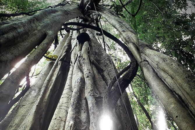 economic-manu-jungle-tour-4-days