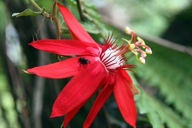 economic-manu-jungle-tour-4-days