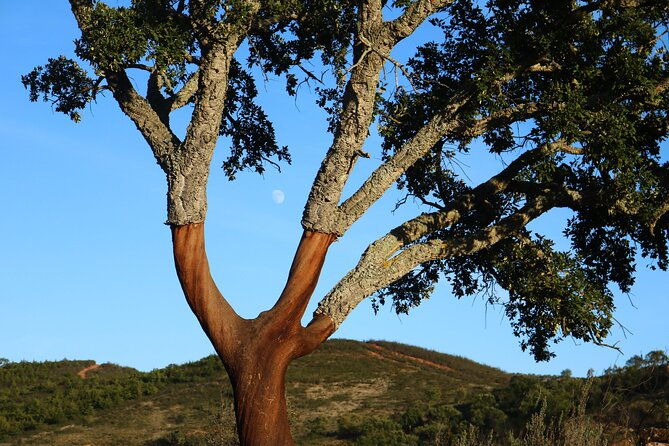 ecotourism-experience-with-archaeological-route-local-gastronomy-and-art-workshop