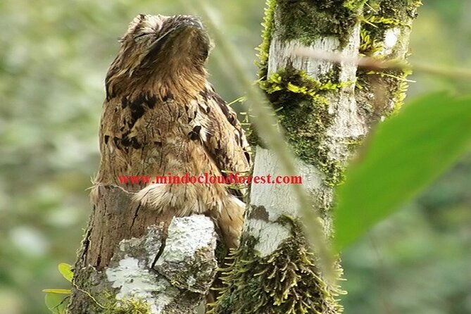 ecuador-birds-tour-mindo-cloud-forest-by-richard-hernandez
