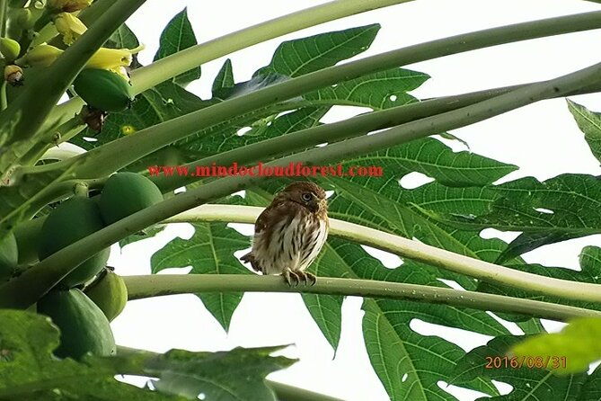 ecuador-birds-tour-mindo-cloud-forest-by-richard-hernandez