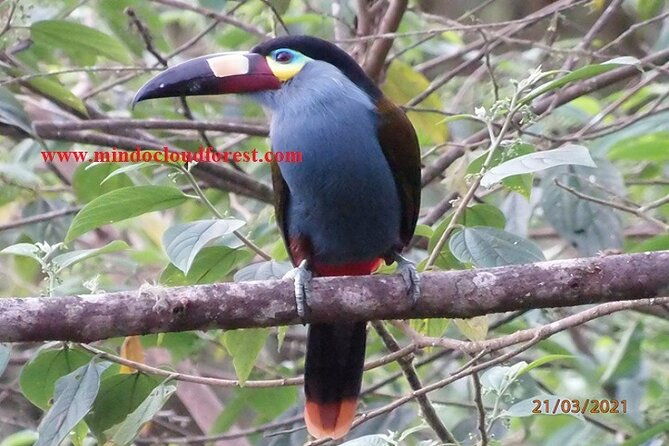 ecuador-birds-tour-mindo-cloud-forest-by-richard-hernandez