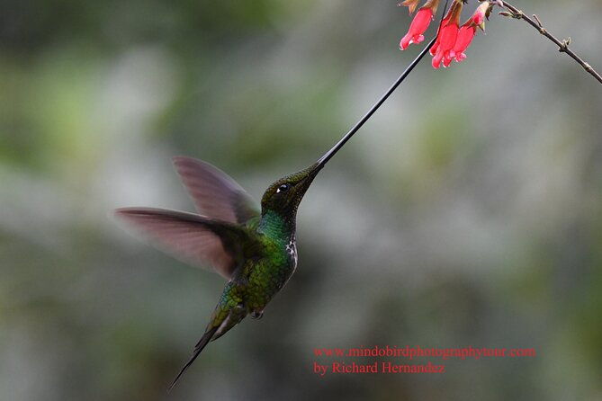 ecuador-mindo-bird-photography-tours-with-richard-hernandez