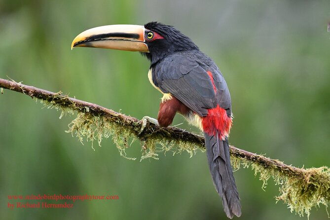 ecuador-mindo-bird-photography-tours-with-richard-hernandez