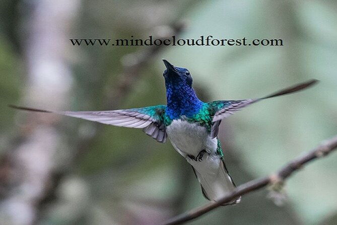 ecuador-mindo-bird-photography-tours-with-richard-hernandez