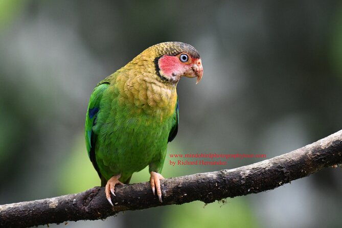 ecuador-mindo-bird-photography-tours-with-richard-hernandez
