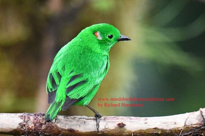 ecuador-mindo-bird-photography-tours-with-richard-hernandez