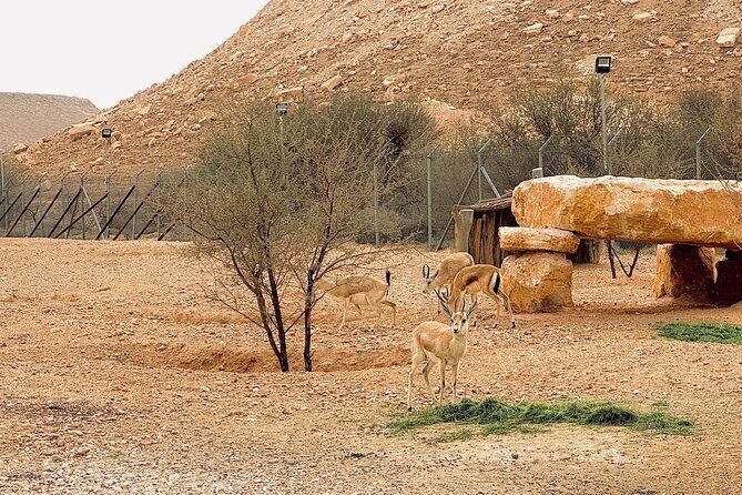 Edge of The World & Deer Reserve Off-road 4x4 Car Tour in Riyadh - The Experience: What to Expect