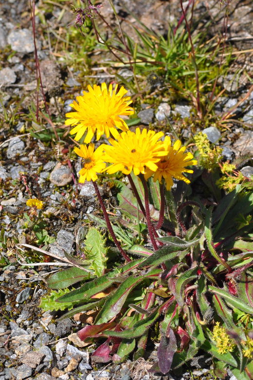 EDIBLE SPONTANEOUS PLANTS - An In-Depth Look at the Edible Plants Tour in Aosta Valley  