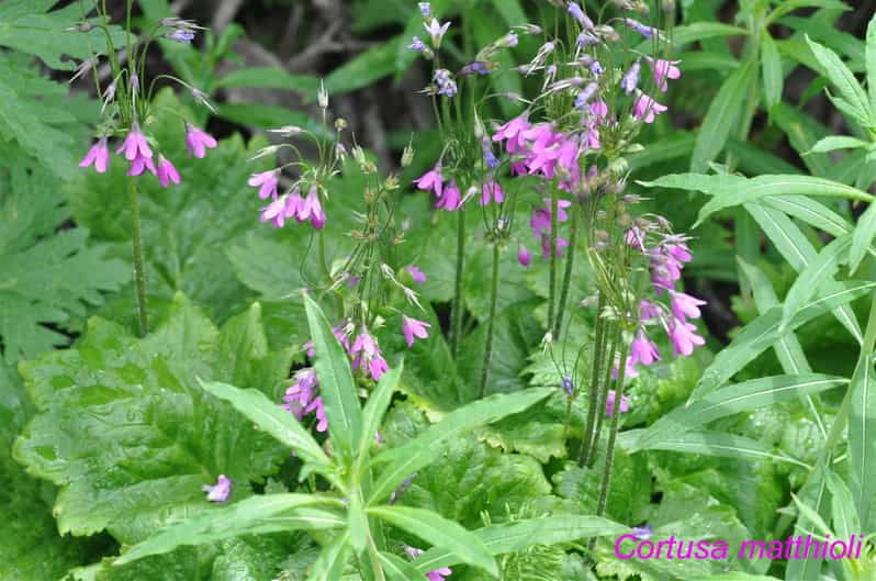 EDIBLE SPONTANEOUS PLANTS - Who Will Love This Tour?  