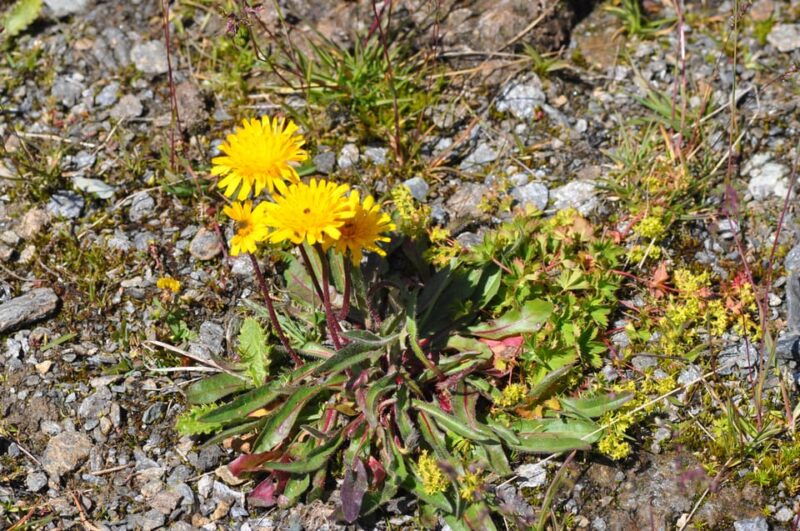 EDIBLE SPONTANEOUS PLANTS - Final Thoughts: Is It Worth It?  