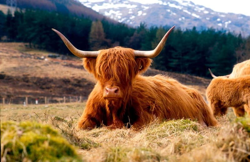 Edinburgh: Balmoral Castle and Scone Palace Royal Tour - Transportation and Practicalities