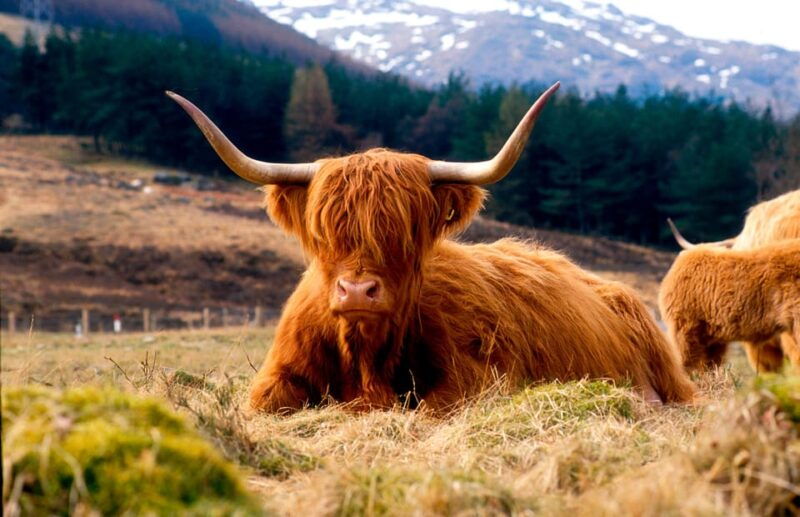 edinburgh-balmoral-castle-and-scone-palace-royal-tour