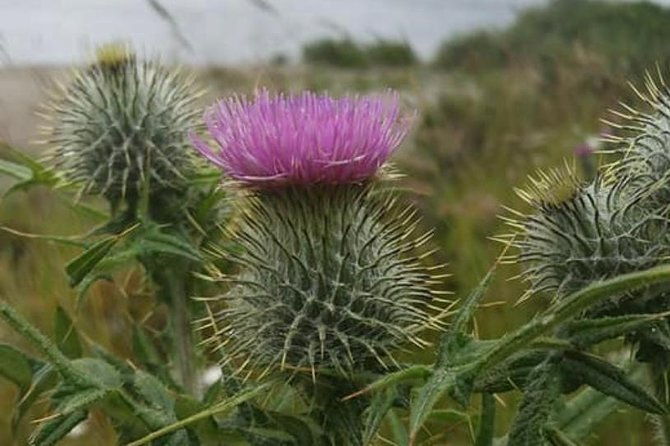 edinburgh-city-centre-and-st-andrews-private-driving-day-tour