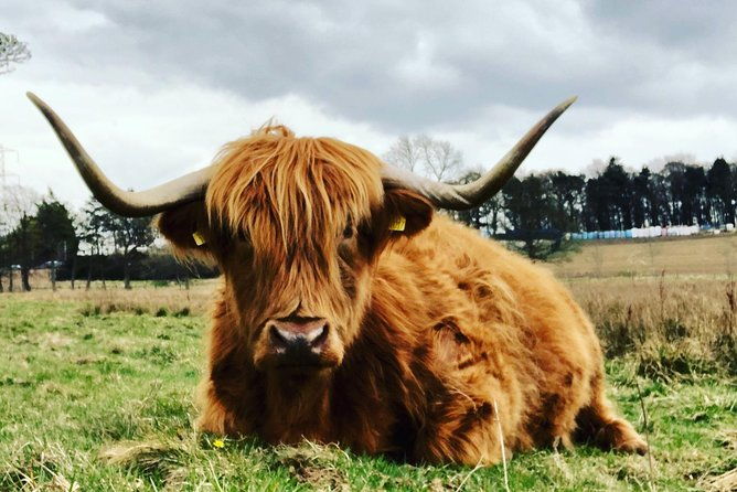 edinburgh-city-centre-private-and-personal-half-day-driving-tour