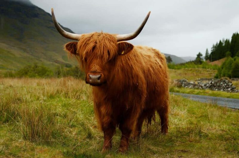 Edinburgh Essentials  4-Hour Private Tour - Exploring Edinburgh in Four Hours: What You Can Expect