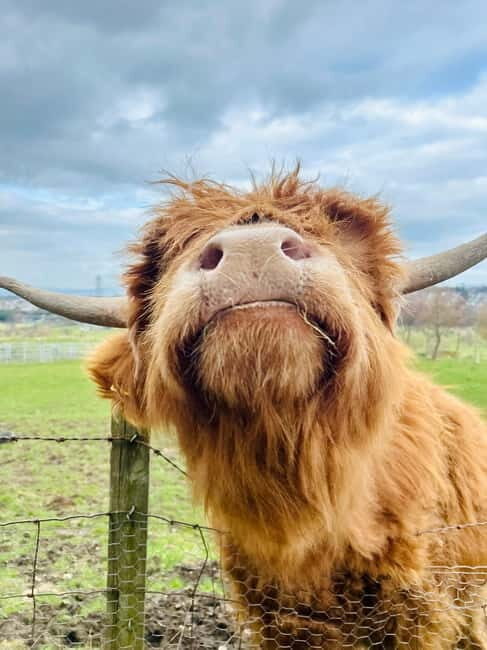 Edinburgh: Highland Cow, Blackness Castle, and Cake Tour - Key Points