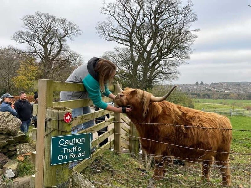 Edinburgh: Highland Cow, Blackness Castle, and Cake Tour - A Detailed Look at the Tour
