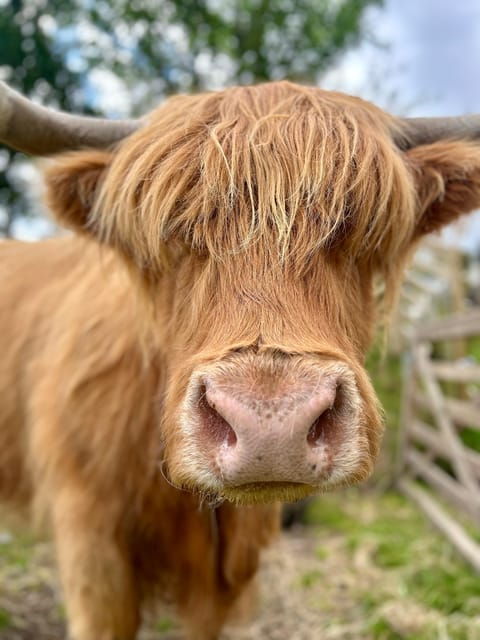 edinburgh-highland-cow-blackness-castle-and-tea