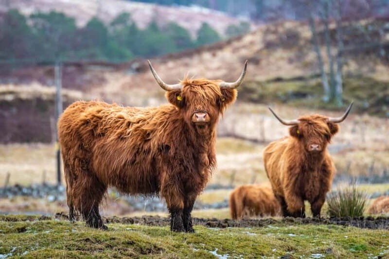 Edinburgh: Highland Lochs, Glens & Hairy Coo's (Small Group) - An In-Depth Look at the Tour Experience  