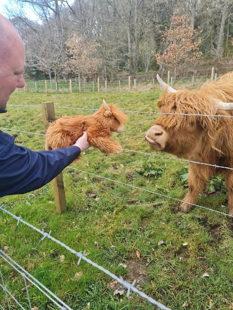 edinburgh-loch-ness-glencoe-coos-the-highlands-day-tour