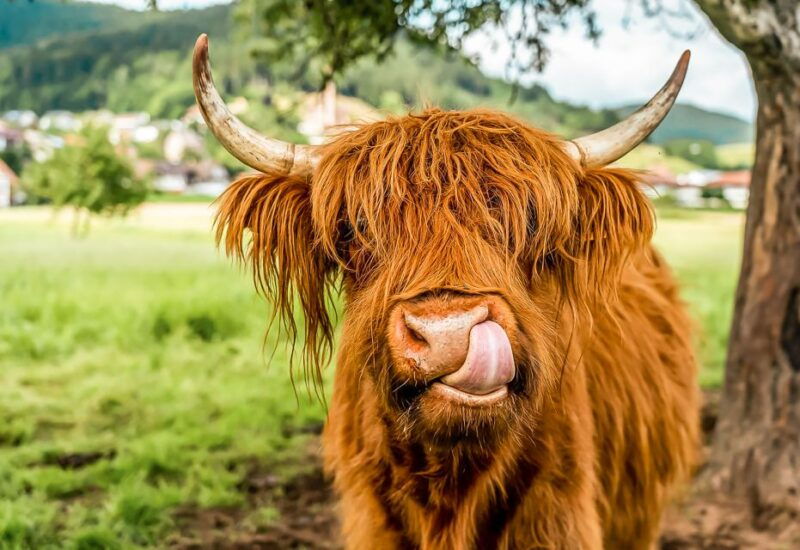 edinburgh-loch-ness-glencoe-the-scottish-highlands-tour