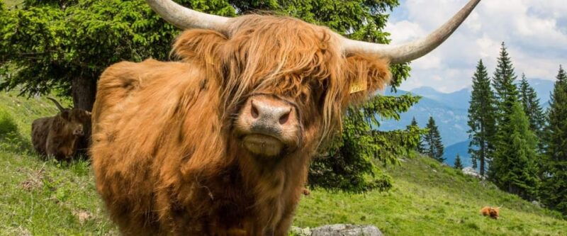 edinburgh-loch-ness-scenic-walk-glencoe-whisky-day-tour