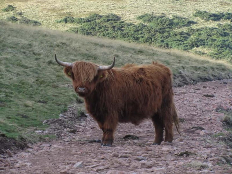 Edinburgh: Pentland Hills Guided Nature Hike - What’s Included and What’s Not