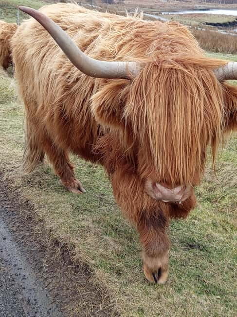 Edinburgh: Stirling, Highlands, Loch Ness, Mull 5-Day Tour - An In-Depth Look at the 5-Day Highland Adventure  