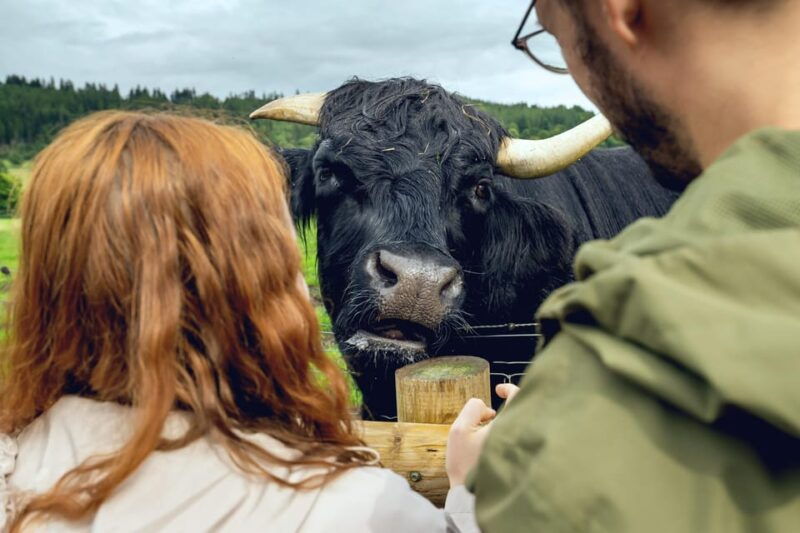 edinburgh-to-scottish-highlands-whisky-views-hairy-coos