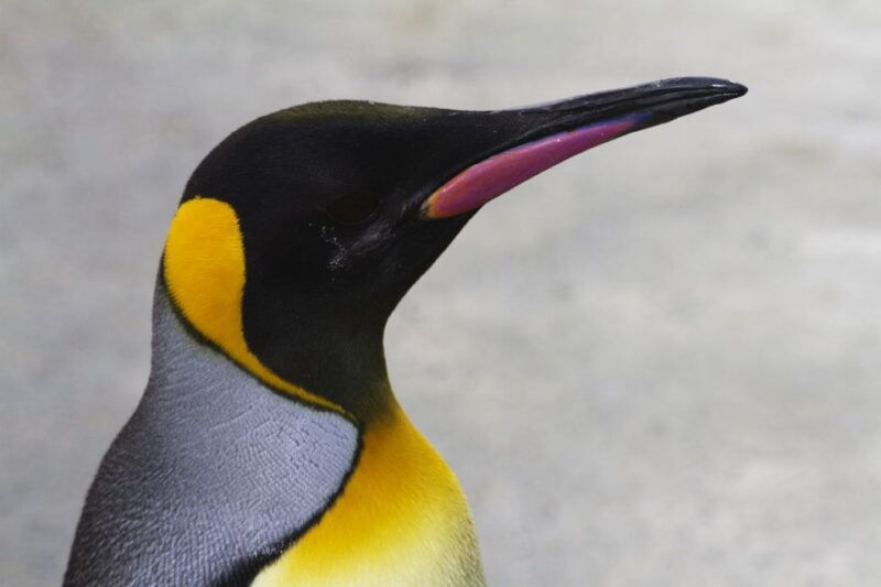 edinburgh-zoo-entrance-ticket